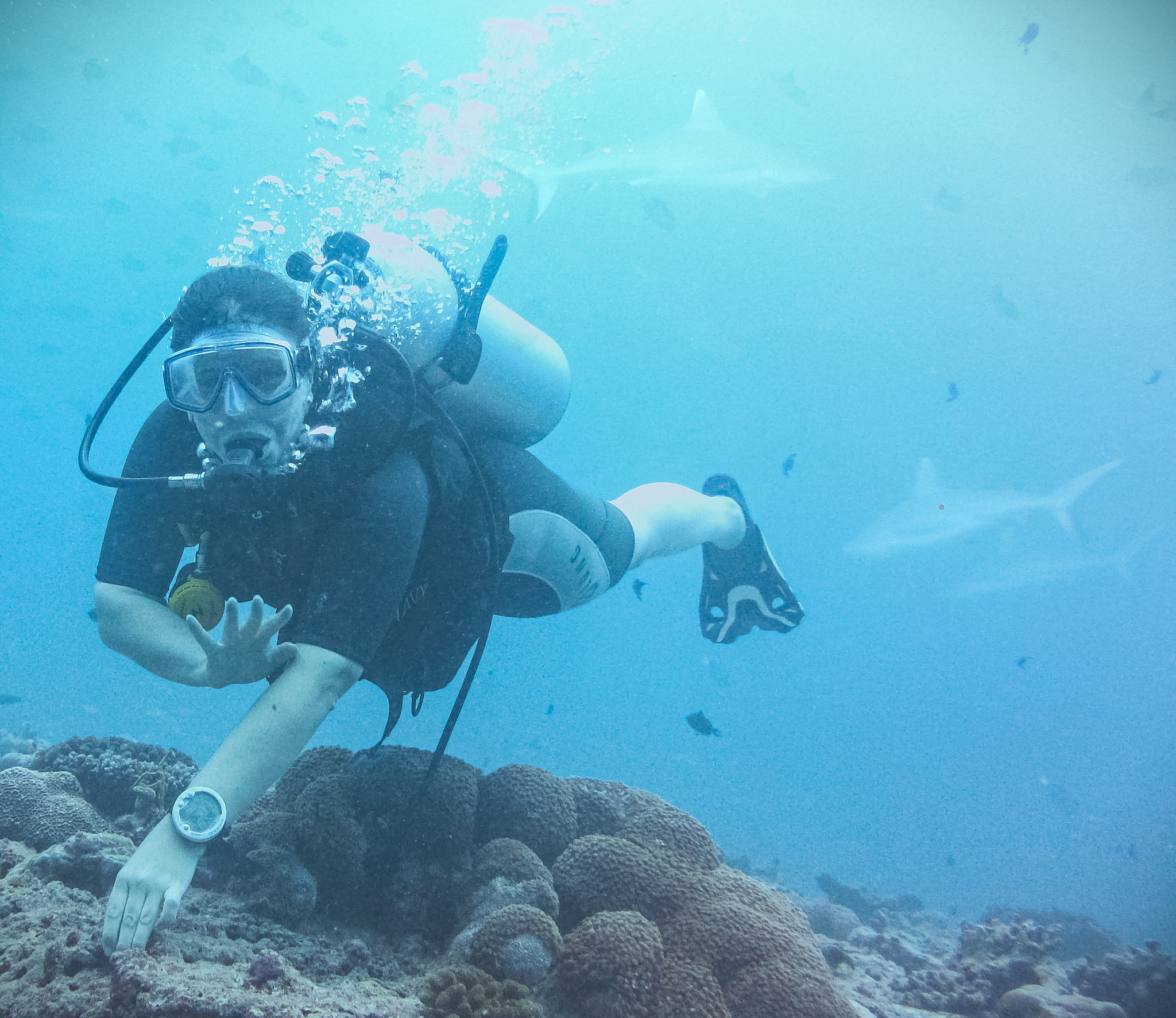 Mag. Bettina Perlot @ Sharkpoint